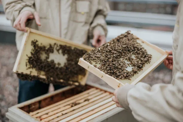Rooftop Beekeeping Check-In image 3