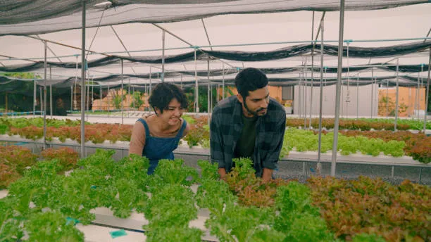 Rooftop Hydroponics Taster image 2