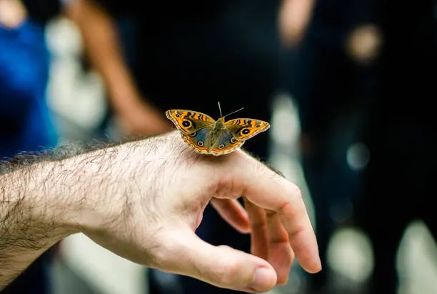 Butterfly Micro-Habitat Lab image 2