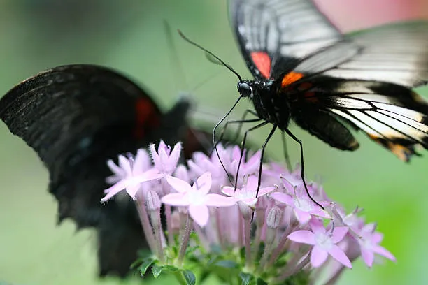 Butterfly Micro-Habitat Lab image 3
