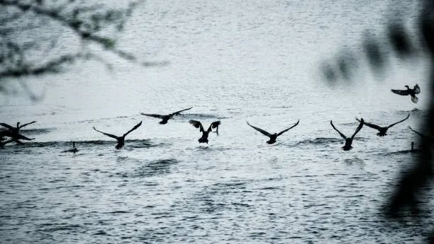 Wetland Bird Scope Etiquette image 2