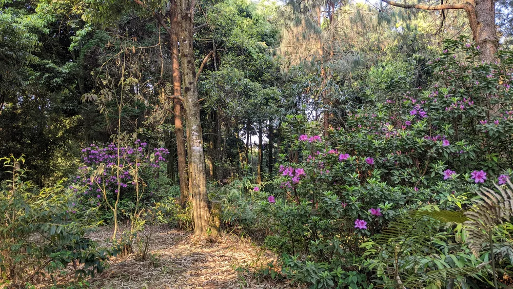 Whispers of Mirik: Dawn with the Himalayan Birds image 3