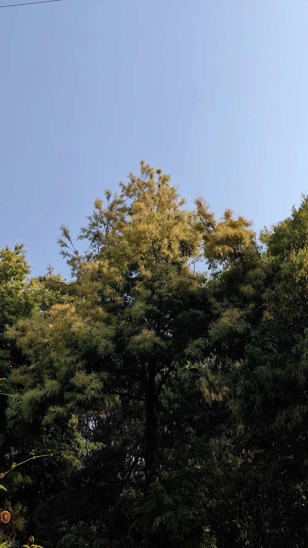 Whispers of Mirik: Dawn with the Himalayan Birds image 4