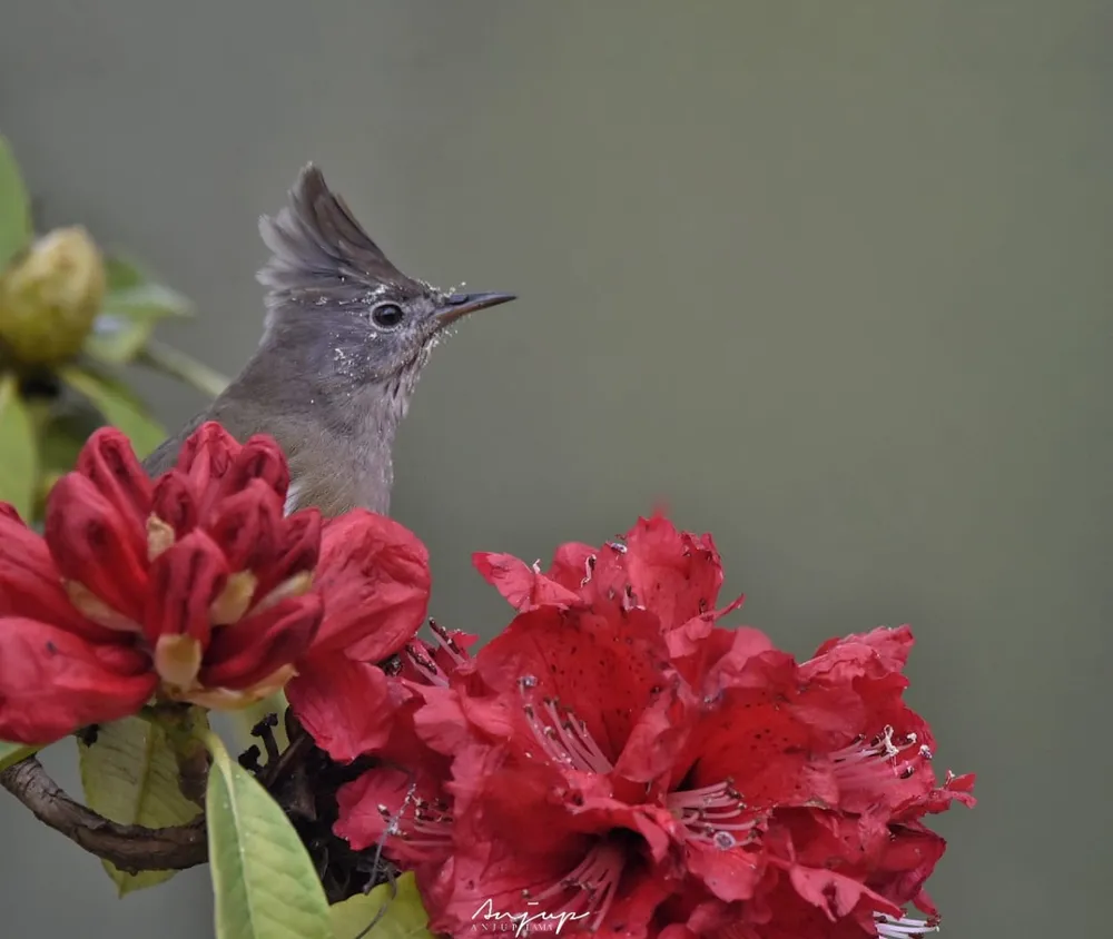 Whispers of Mirik: Dawn with the Himalayan Birds image 5